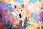 Akita Inu