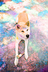 Akita Inu