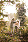 Akita Inu