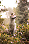 Akita Inu