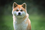 Akita Inu