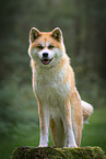 Akita Inu