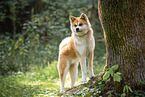 Akita Inu