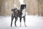 Akita Inu