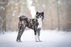 Akita Inu