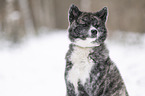 Akita Inu