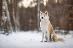 Akita Inu