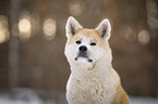 Akita Inu