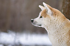 Akita Inu