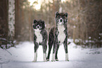 Akita Inus