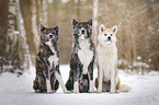 Akita Inus