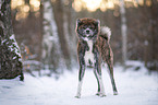 Akita Inu