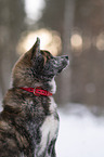 Akita Inu