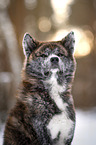 Akita Inu