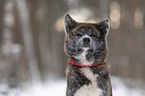 Akita Inu