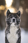Akita Inu