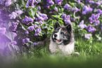 Akita Inu