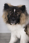 longhaired Akita Inu