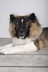 longhaired Akita Inu