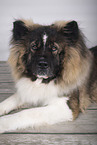 longhaired Akita Inu