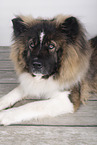 longhaired Akita Inu
