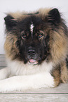 longhaired Akita Inu