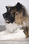 longhaired Akita Inu