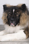 longhaired Akita Inu