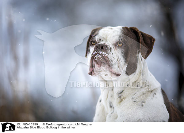 Alapaha Blue Blood Bulldog in the winter / MW-15399