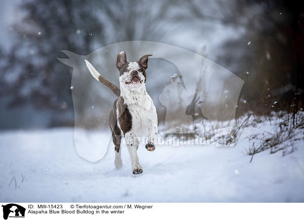 Alapaha Blue Blood Bulldog in the winter / MW-15423