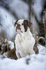 Alapaha Blue Blood Bulldog in the winter