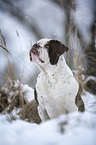 Alapaha Blue Blood Bulldog in the winter