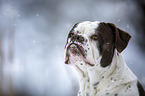 Alapaha Blue Blood Bulldog in the winter
