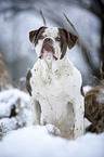 Alapaha Blue Blood Bulldog in the winter