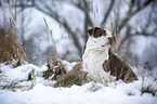 Alapaha Blue Blood Bulldog in the winter
