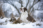 Alapaha Blue Blood Bulldog in the winter