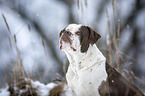 Alapaha Blue Blood Bulldog in the winter