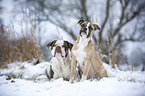 Alapaha Blue Blood Bulldog in the winter