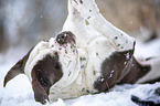 Alapaha Blue Blood Bulldog in the winter