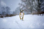 Alapaha Blue Blood Bulldog in the winter