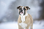 Alapaha Blue Blood Bulldog in the winter