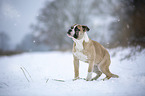 Alapaha Blue Blood Bulldog in the winter