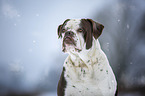 Alapaha Blue Blood Bulldog in the winter