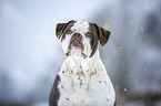 Alapaha Blue Blood Bulldog in the winter