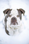 Alapaha Blue Blood Bulldog in the winter