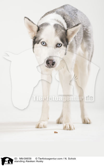 standing Alaskan Husky / NN-08658