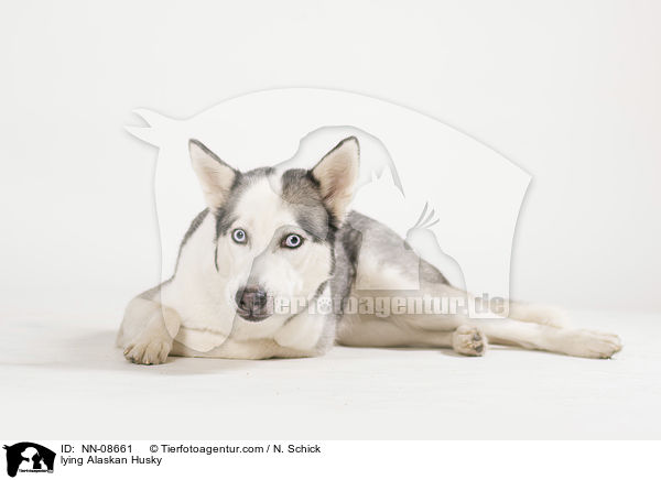 lying Alaskan Husky / NN-08661