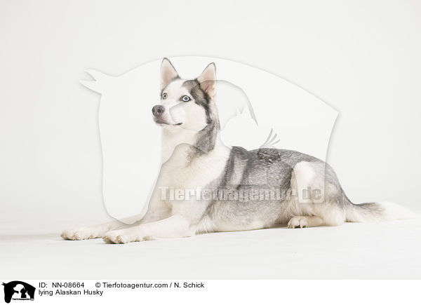 lying Alaskan Husky / NN-08664