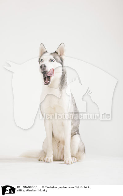 sitting Alaskan Husky / NN-08665