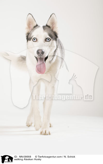walking Alaskan Husky / NN-08668